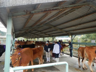Cows entered in the local cattle show - mostly a special breed called Tosa Red Cows